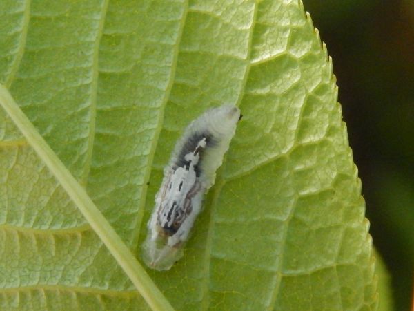 A - nejednoznačne určen&yacute;, nie sme si ist&iacute;