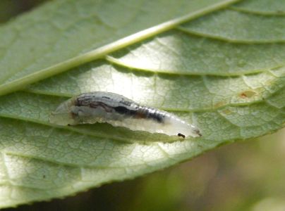 A - nejednoznačne určen&yacute;, nie sme si ist&iacute;