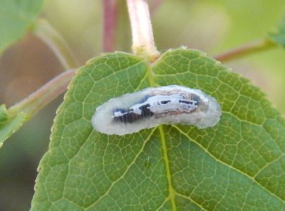 A - nejednoznačne určen&yacute;, nie sme si ist&iacute;