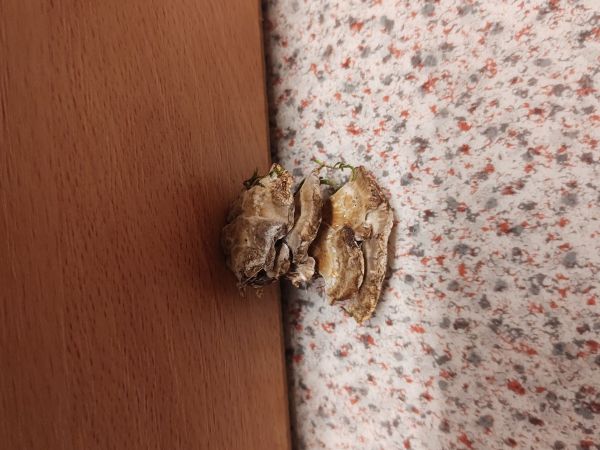 Tr&uacute;dnikovec chlpat&yacute;