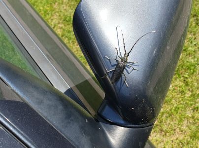 Fuz&aacute;č bukov&yacute;