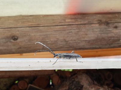 Fuz&aacute;č bukov&yacute;