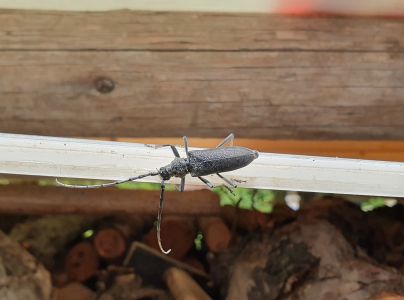 Fuz&aacute;č bukov&yacute;