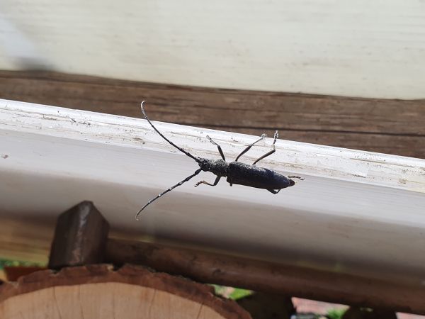 Fuz&aacute;č bukov&yacute;