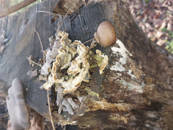 Tr&uacute;dnikovec chlpat&yacute;