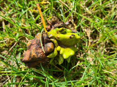 Hrčiarka kalichov&aacute;