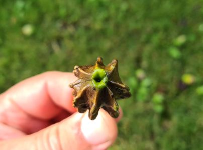 Hrčiarka kalichov&aacute;