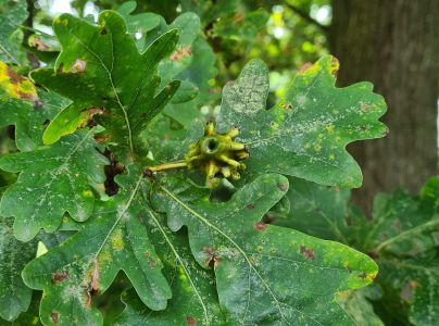 Hrčiarka kalichov&aacute;