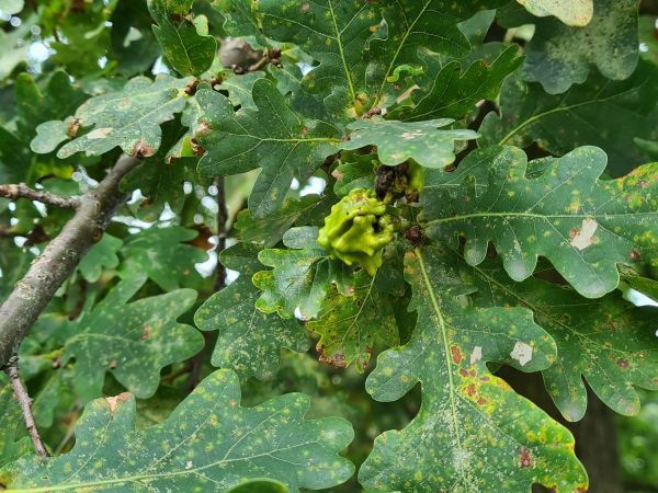 Hrčiarka kalichov&aacute;