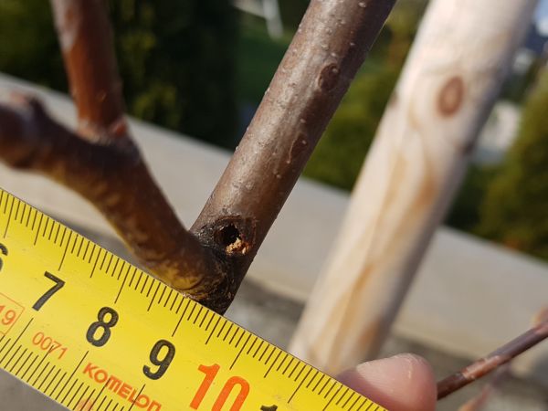 A - nejednoznačne určen&yacute;, nie sme si ist&iacute;