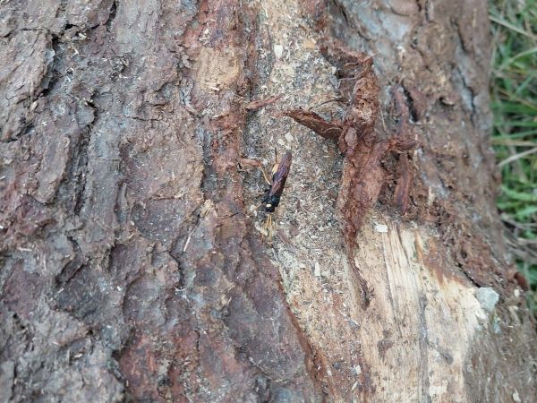 P&iacute;lovka veľk&aacute;