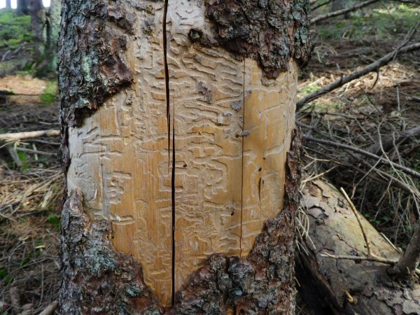 A - nejednoznačne určen&yacute;, nie sme si ist&iacute;