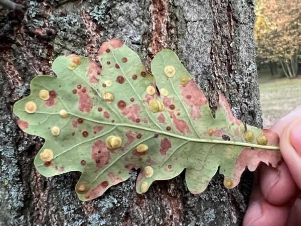 Hrčiarka Neuroterus quercusbaccarum