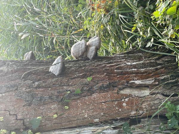 Pr&aacute;chnovec kopytovit&yacute;