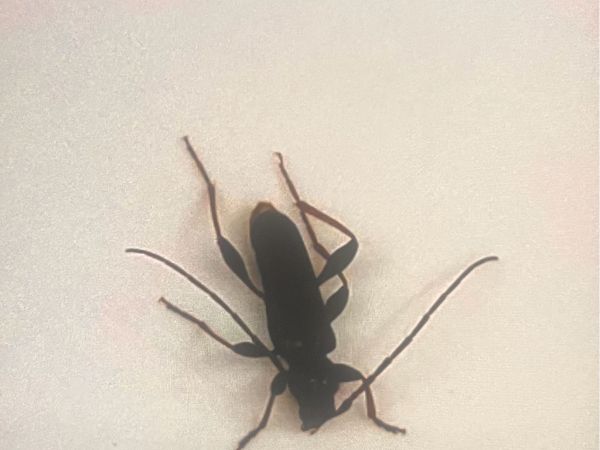 Fuz&aacute;č Ropalopus clavipes