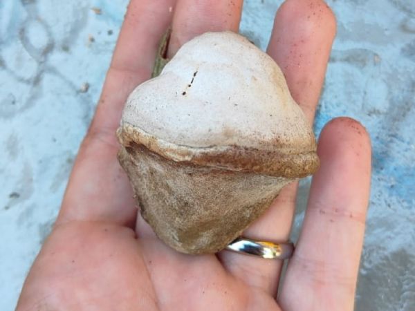 Pr&aacute;chnovec kopytovit&yacute;