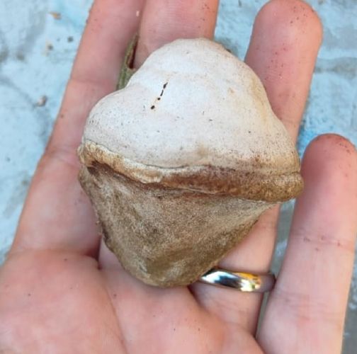 Miroslava Horáková 