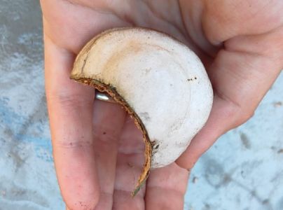 Pr&aacute;chnovec kopytovit&yacute;