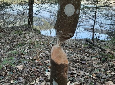 Bobor eur&oacute;psky 