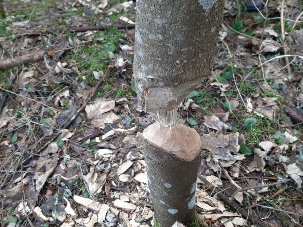 Bobor eur&oacute;psky 