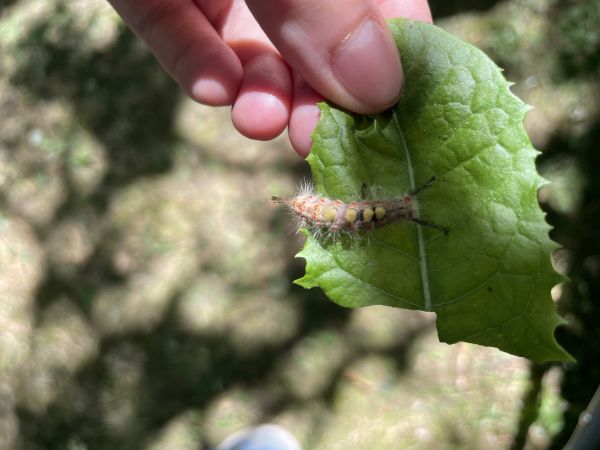 &Scaron;tetinavec trnkov&yacute; 