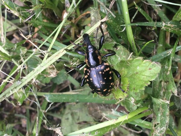 Tvrdoň dev&auml;ťsilov&yacute;