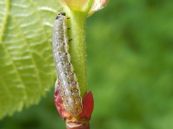 A - nie je v datab&aacute;ze