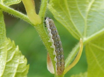 A - nie je v datab&aacute;ze