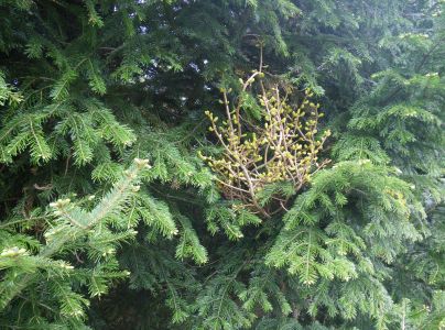 Metlovka jedľov&aacute;