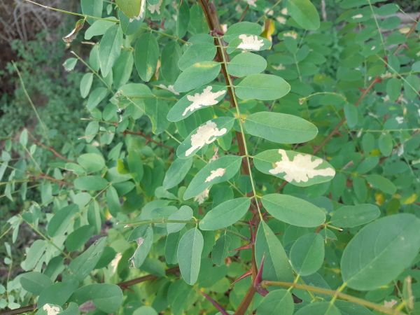 Psotka ag&aacute;tov&aacute; 