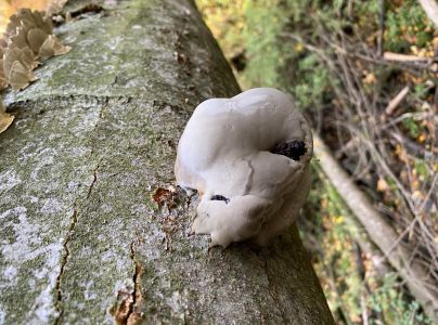 Ohňovec hrboľkat&yacute;