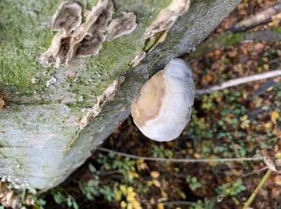 Ohňovec hrboľkat&yacute;