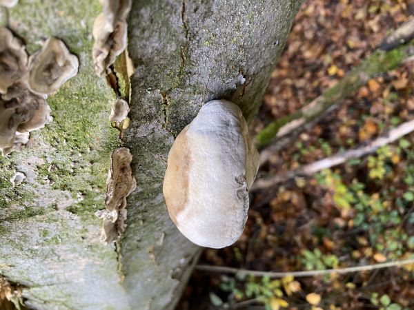 Ohňovec hrboľkat&yacute;