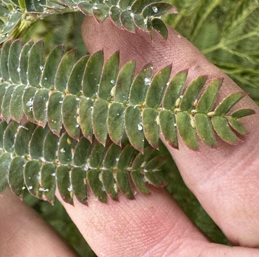 Ivan Dubnica nad Váhom