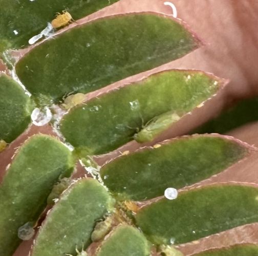 Ivan Dubnica nad Váhom