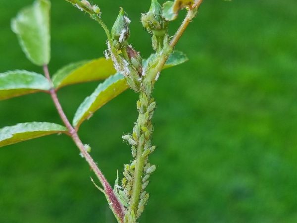 Vo&scaron;ka ružov&aacute;