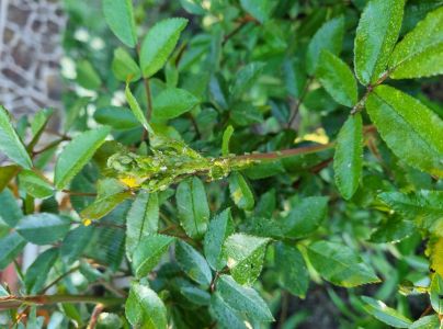 Vo&scaron;ka ružov&aacute;