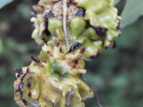 Hrčiarka kalichov&aacute;