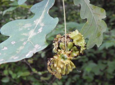 Hrčiarka kalichov&aacute;