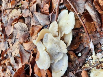 A - nejednoznačne určen&yacute;, nie sme si ist&iacute;