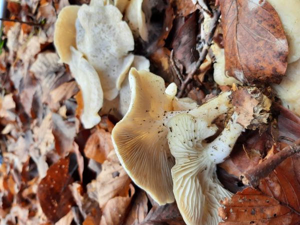 A - nejednoznačne určen&yacute;, nie sme si ist&iacute;