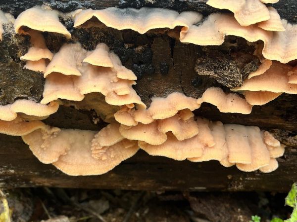 Pevn&iacute;k chlpat&yacute;