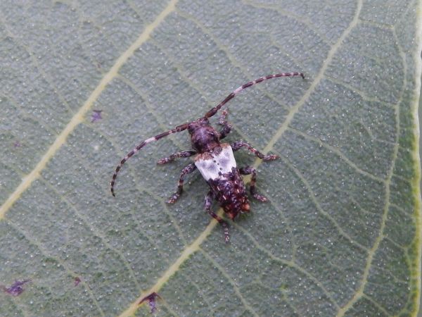 A - nie je v datab&aacute;ze