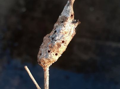 A - nie je v datab&aacute;ze