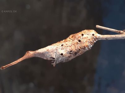 A - nie je v datab&aacute;ze