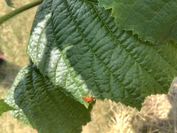 A - nie je v datab&aacute;ze