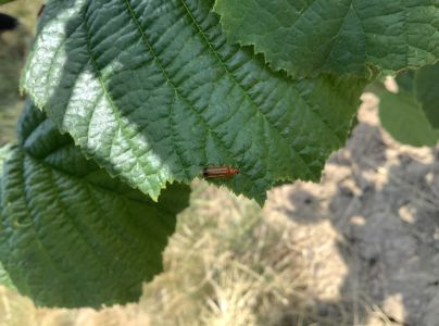 A - nie je v datab&aacute;ze