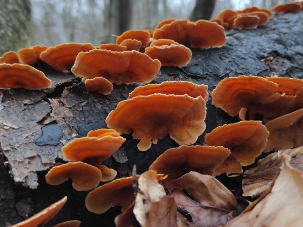 Pevn&iacute;k žltn&uacute;ci