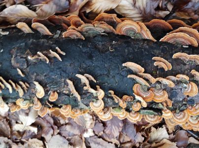 Pevn&iacute;k žltn&uacute;ci