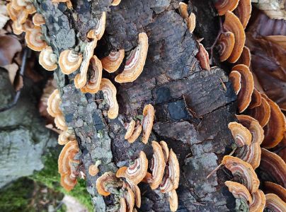 Pevn&iacute;k žltn&uacute;ci